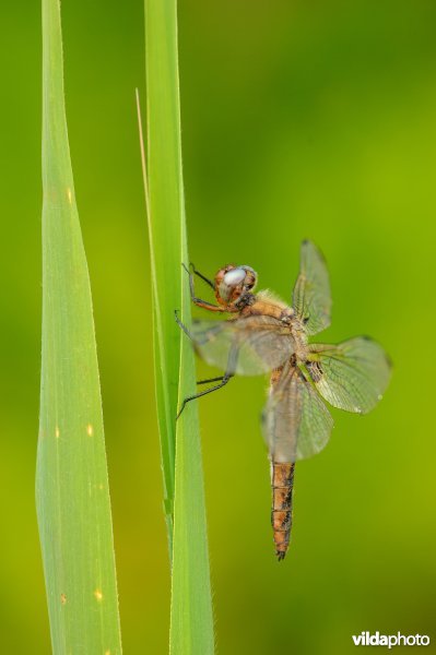 Bruine korenbout (Libellula fulva)