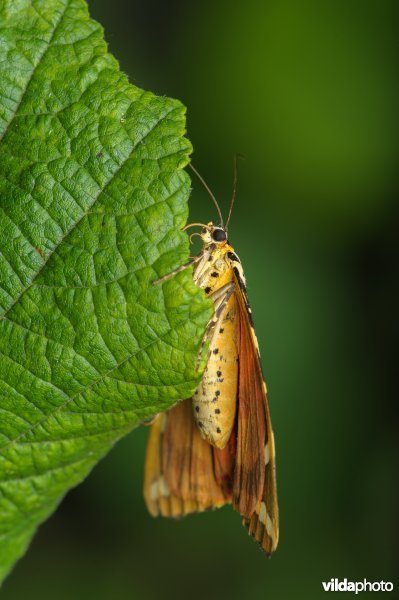 Spaanse vlag (Euplagia quadripunctaria)