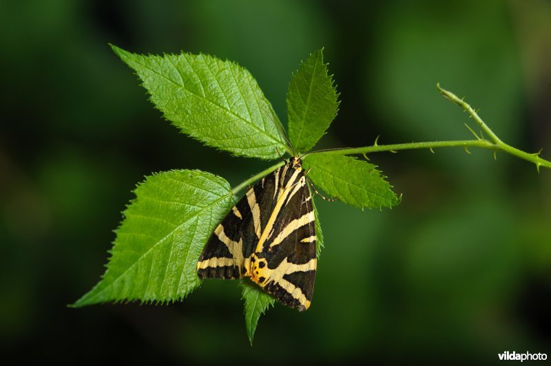 Spaanse vlag (Euplagia quadripunctaria)