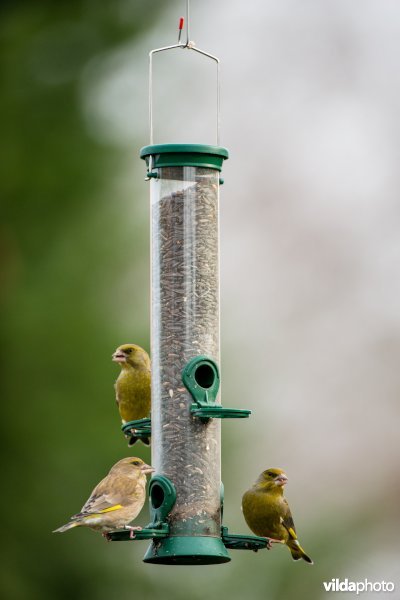 Groenling op feeder in de tuin