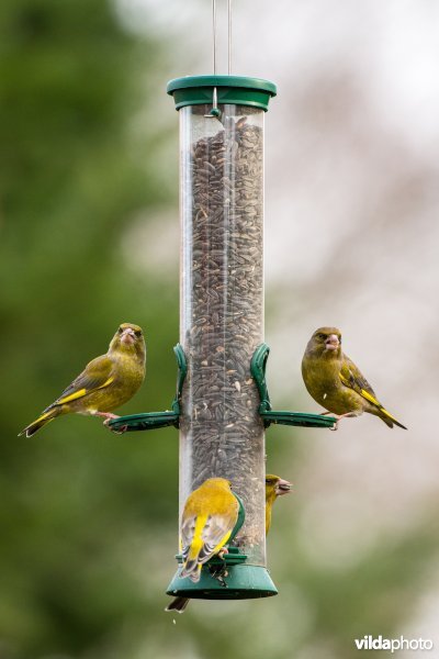 Groenling op feeder in de tuin