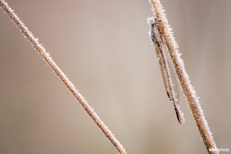 Bruine winterjuffer