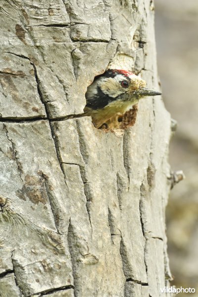 Mannetje Kleine bonte specht in nesthol