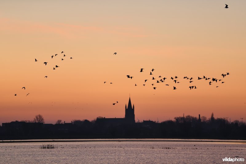 Kolganzen in het overstroomde Westbroek