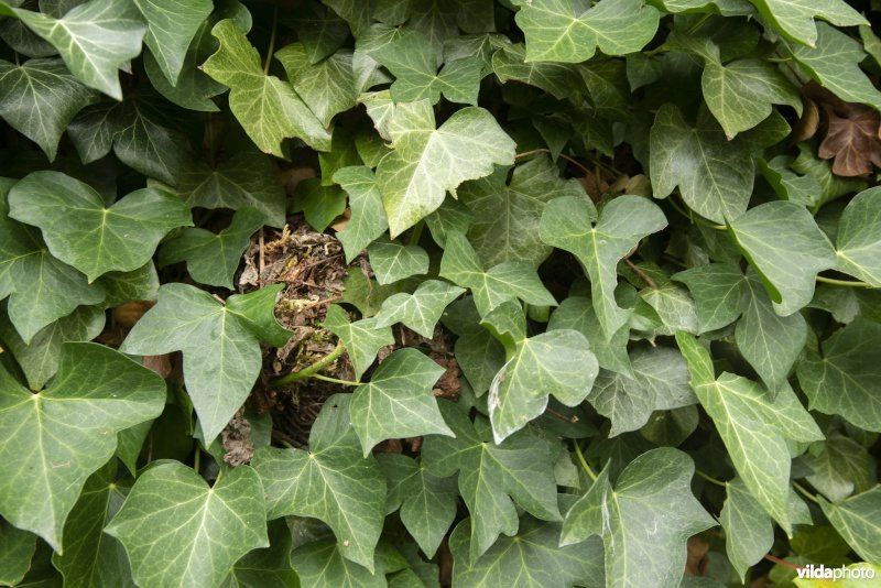 Klimop met nestje van winterkoning