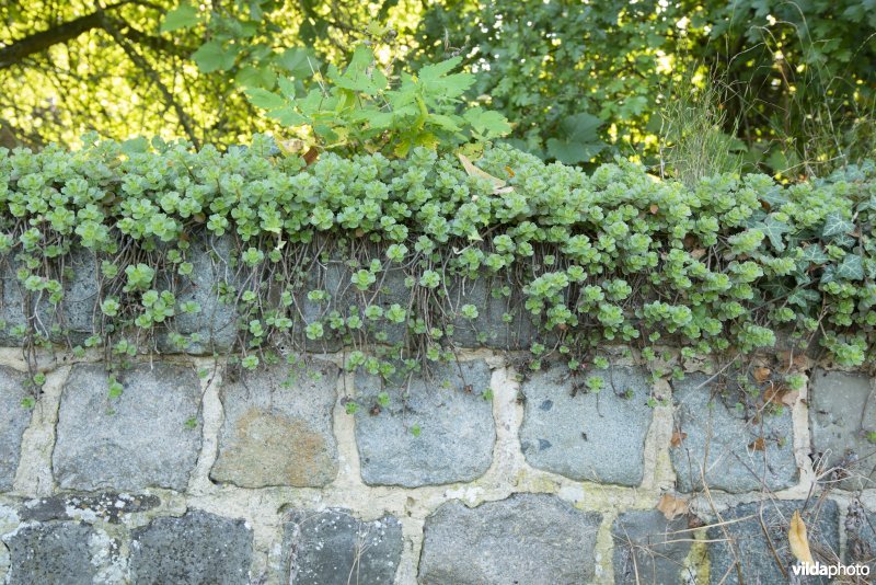 Vetkruid op een muurtje