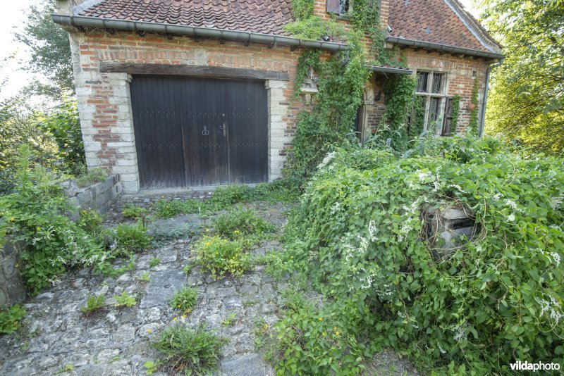 Wilde voortuin met begroeide voegen en gevelgroen