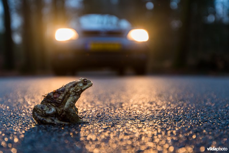 Gewone pad steekt de weg over voor een auto