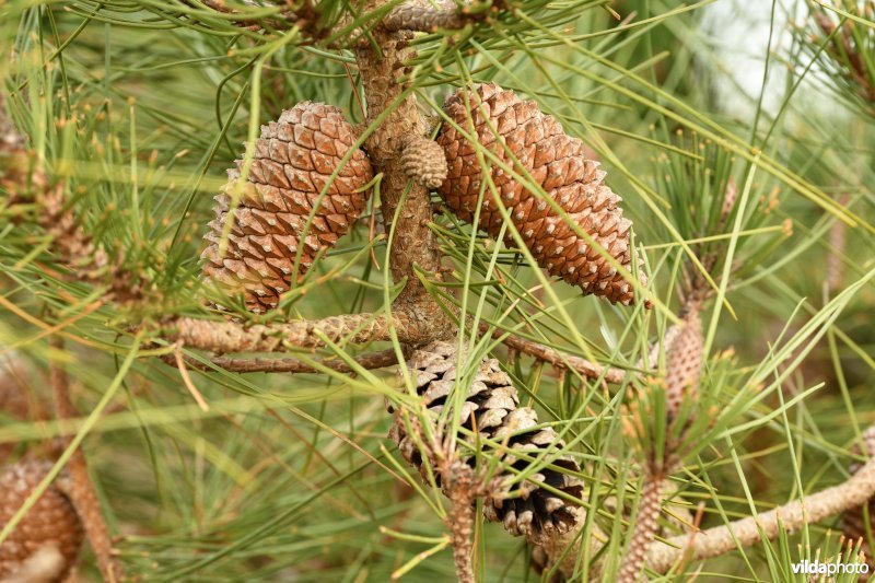 Zeeden in de Duinbossen