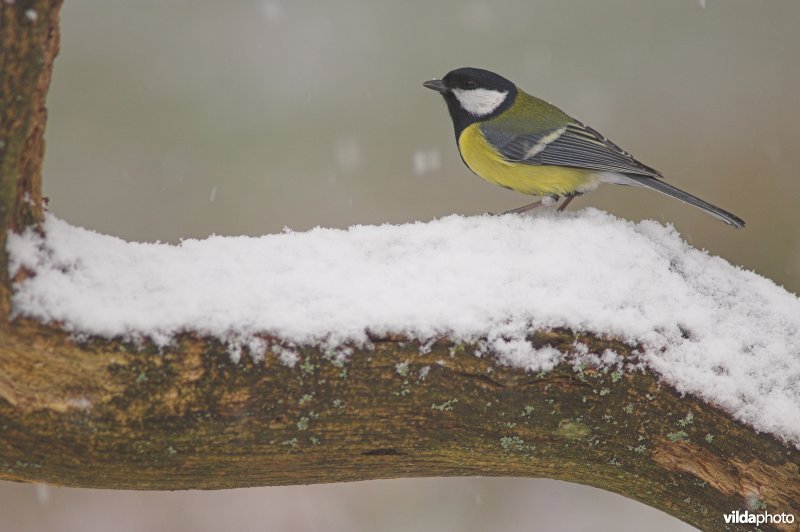 Koolmees in de sneeuw