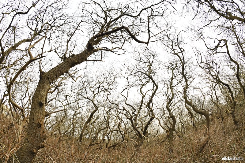 Kronkelende bomen 