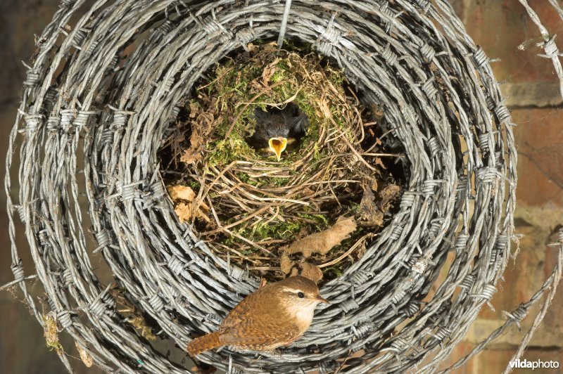 Winterkoninkje bij nest