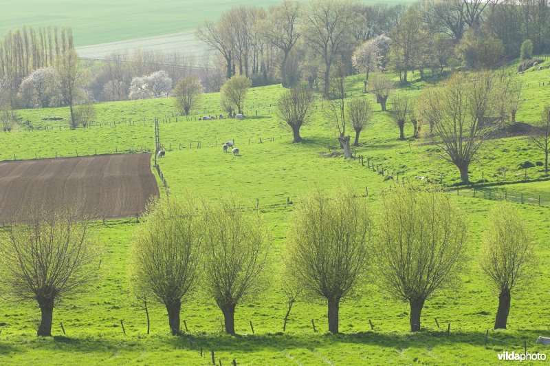 Kwaremont
