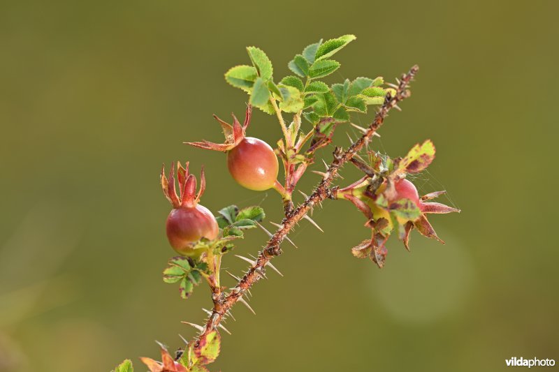 Duinroos in de Oostvoorduinen