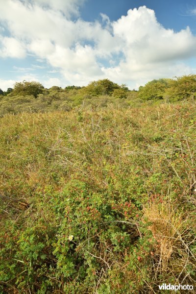 Oostvoorduinen