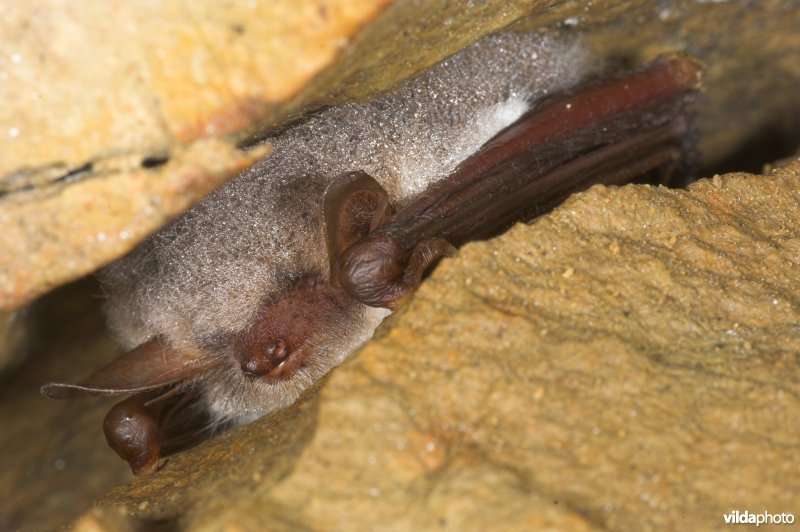 Franjestaart in winterslaap