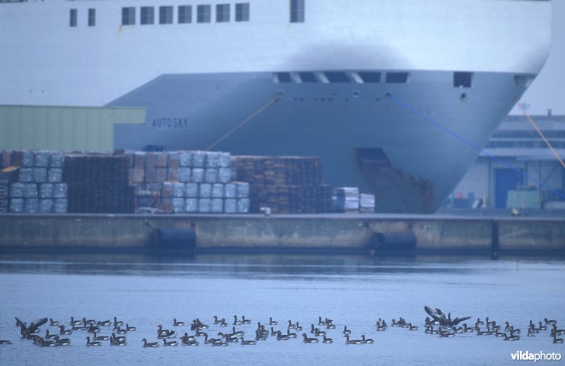 Grauwe Ganzen in haven Zeebrugge