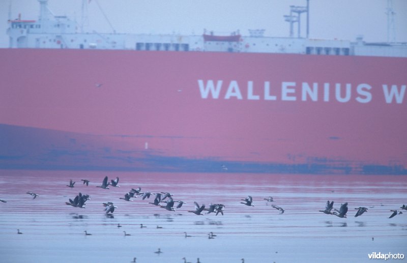 Grauwe Ganzen in haven Zeebrugge