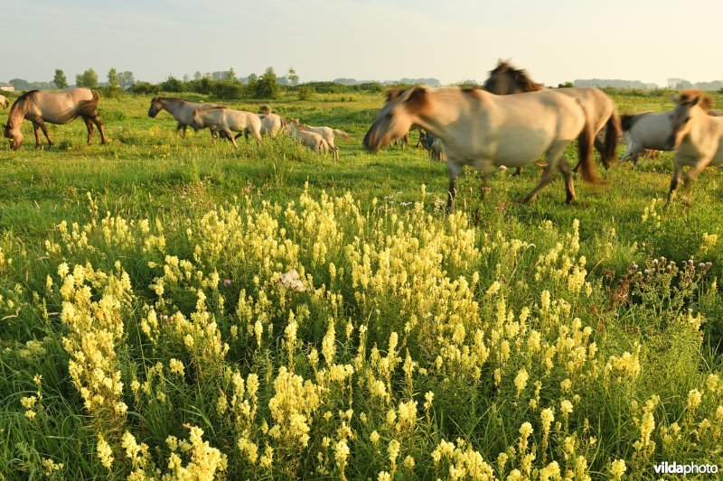 Natuurgebied Negenoord-Kerkeweerd