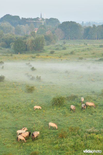 Natuurgebied Negenoord-Kerkeweerd