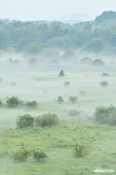 Natuurgebied Negenoord-Kerkeweerd