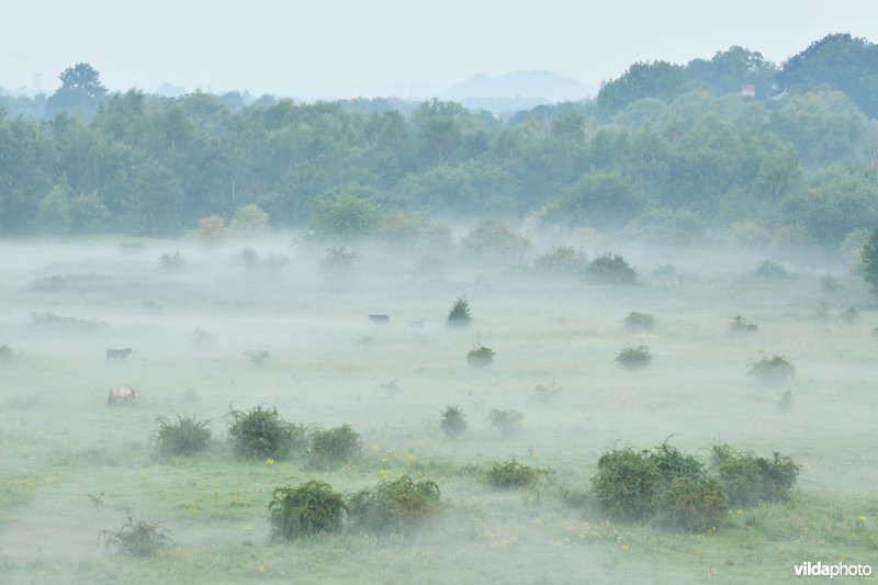 Natuurgebied Negenoord-Kerkeweerd