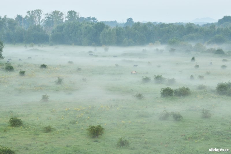 Natuurgebied Negenoord-Kerkeweerd