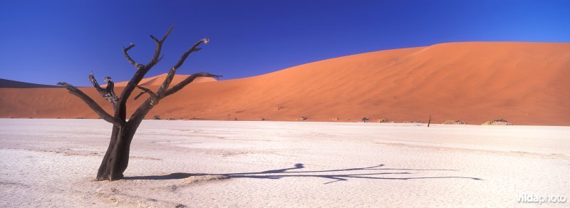 Death Vlei in Namibië