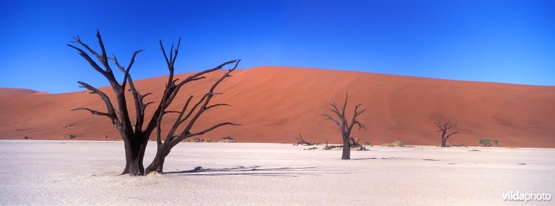 Death Vlei in Namibië