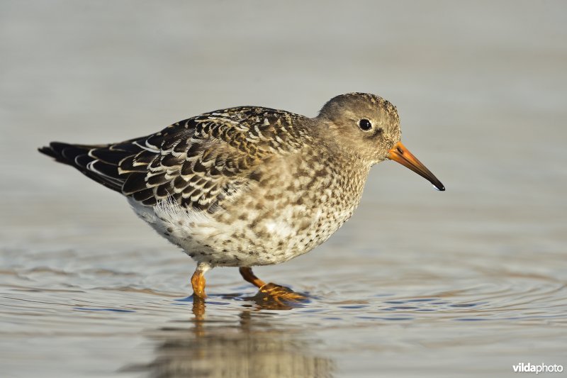 Paarse strandloper