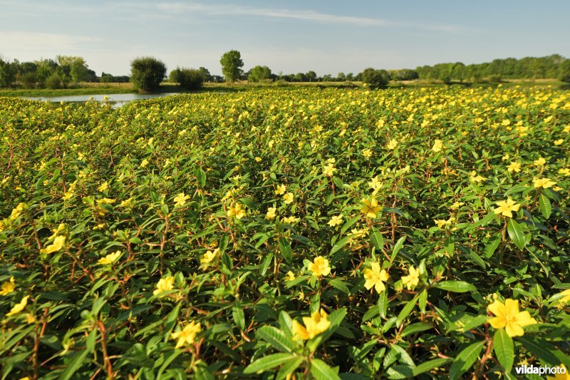 Waterteunisbloem