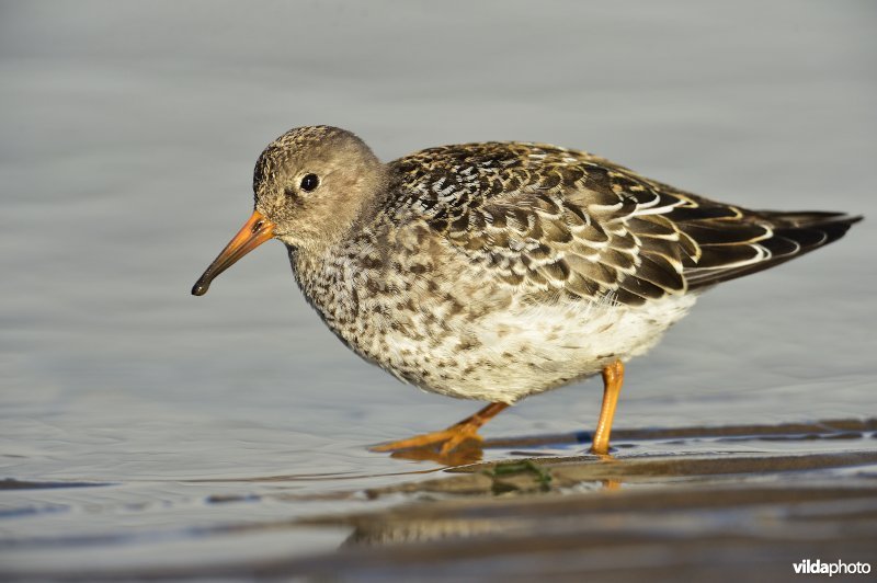 Paarse strandloper