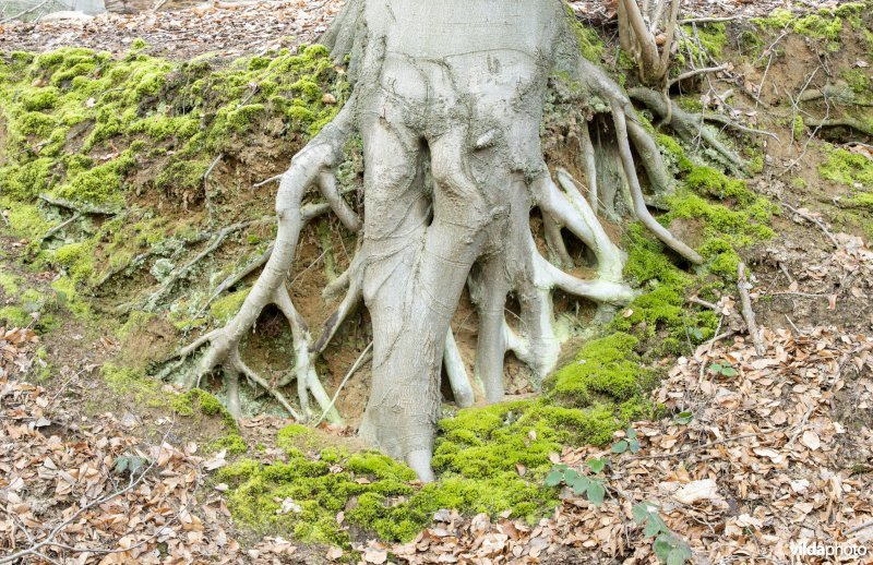 Bosanemonen in het Hasseltbos