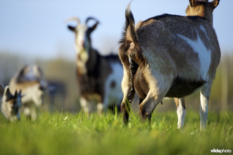 Urinerende Vlaamse Geit