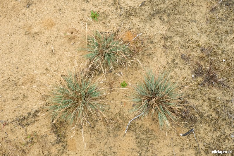 Buntgraspolletjes op de heide