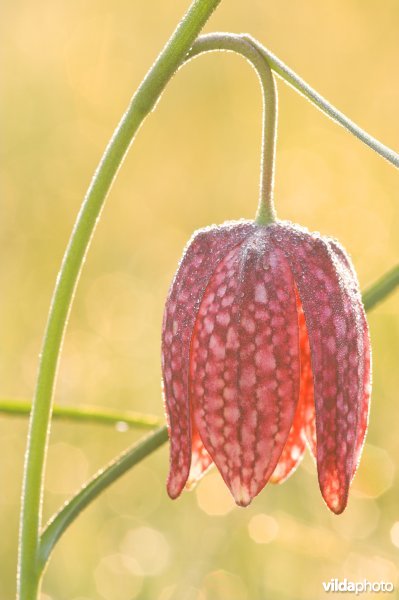 Kievitsbloem