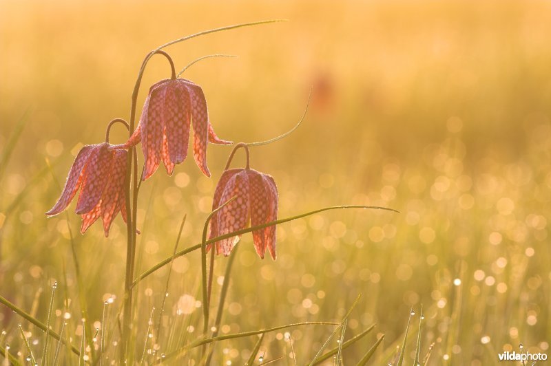 Wilde Kievitsbloemen