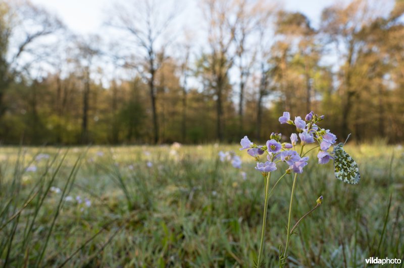 Oranjetipje op Pinksterbloem