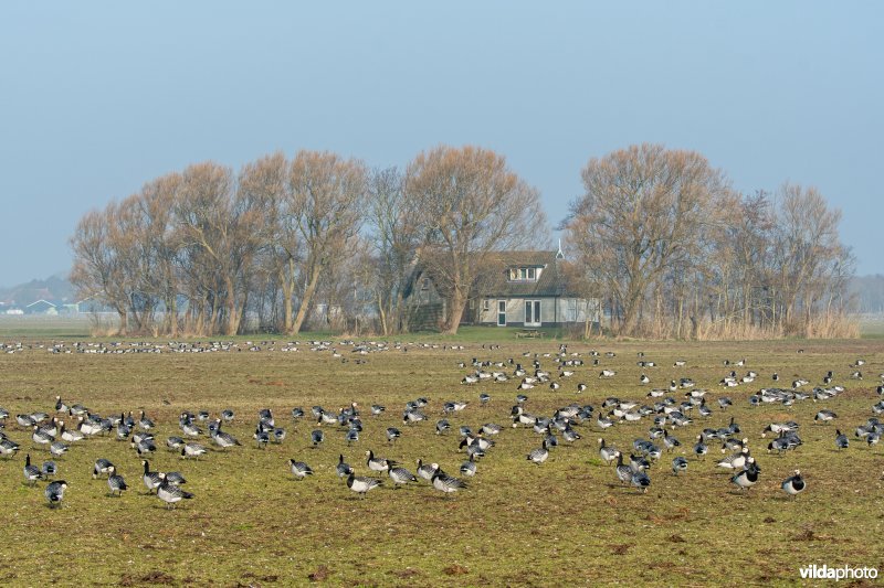 Brandganzen in de banckspolder.