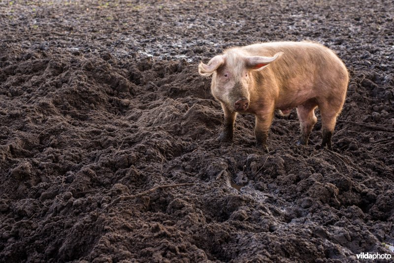 Biologisch gehouden Varken