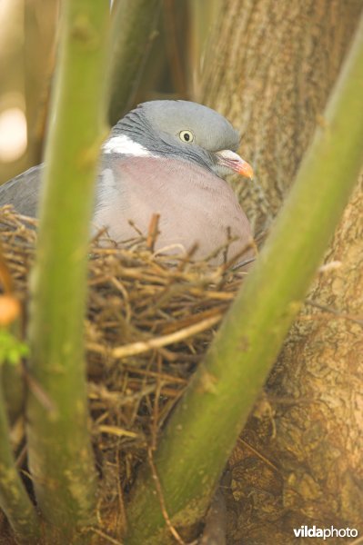 Nest van Houtduif