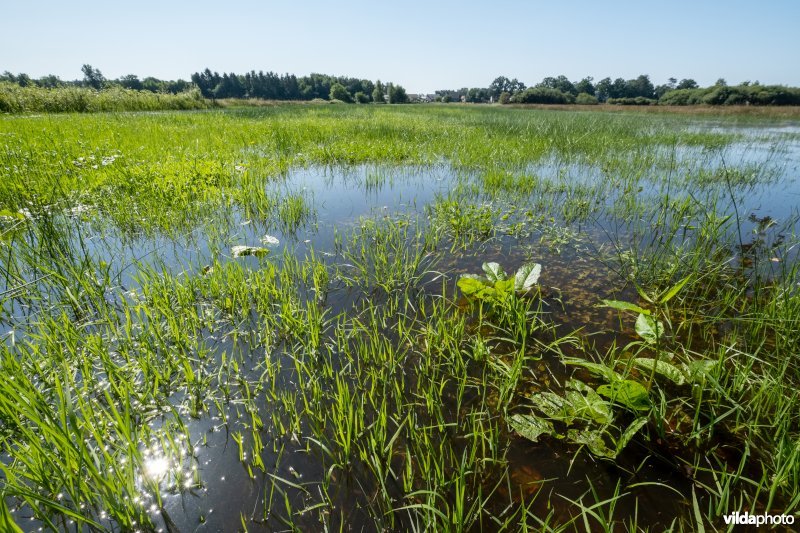 Overstroomde graslanden