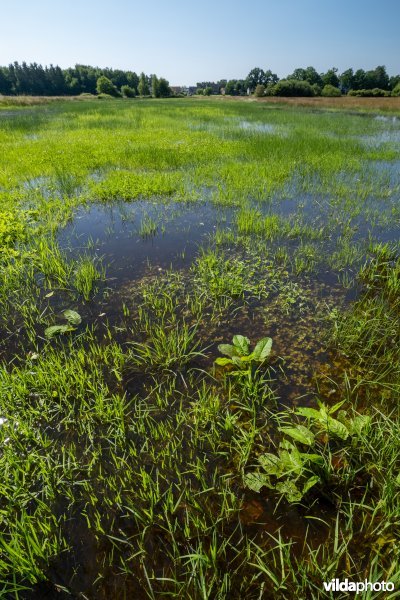 Overstroomde graslanden