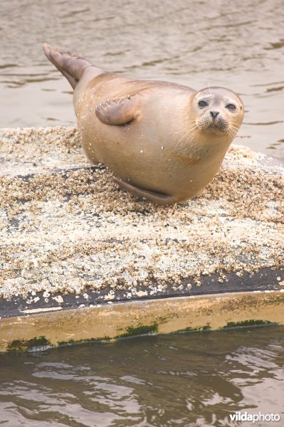 Gewone zeehond op bootje