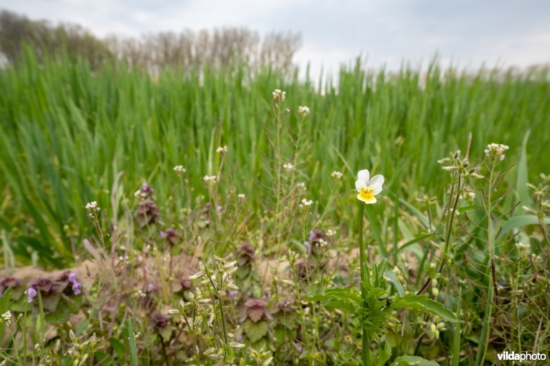 Wilde bloemen in een akkerrand