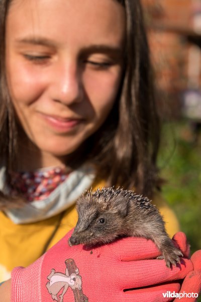 Meisje met jonge egel