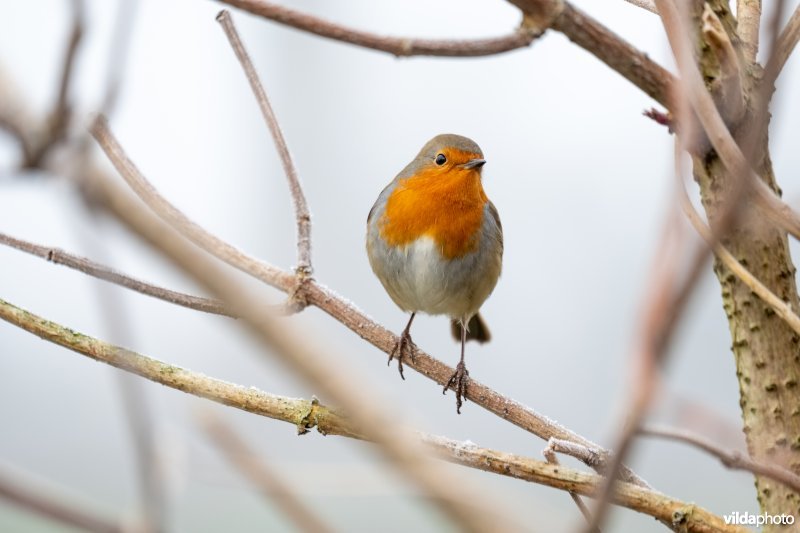 Roodborstje in de winter