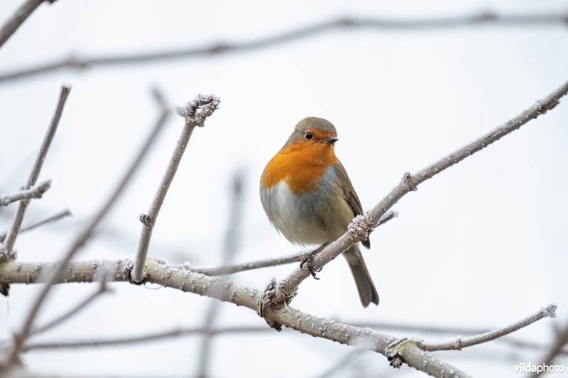 Roodborstje in de winter