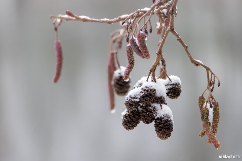 Besneeuwde elzenproppen