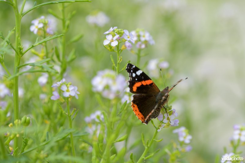 Atalanta op Zeeraket